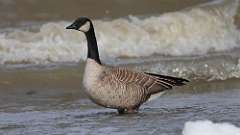 4: Cackling Goose 0C3_0094