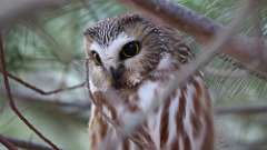 5: Northern Saw-whet Owl 0C3_0215