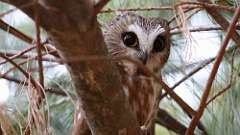 6: Northern Saw-whet Owl 0C3_0273