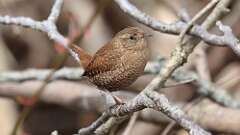 9: winter wren 0C3_0365