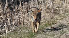5: coyote 0C3_1884