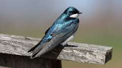 5: Tree Swallow 0C3_0328