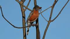 1: robin 0C3_0328