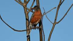 2: robin 0C3_0340