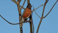 3: robin 0C3_0343