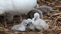 8: swans 0C3_3273