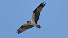 2: Osprey 0C3_1810