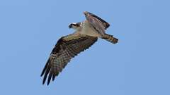 3: Osprey 0C3_1836