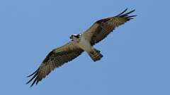 4: Osprey 0C3_1949