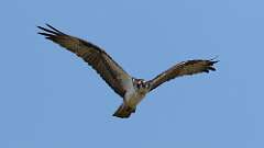 5: Osprey 0C3_2139