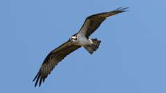 6: Osprey 0C3_2254