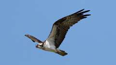 7: Osprey 0C3_2292