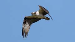 8: Osprey 0C3_2295