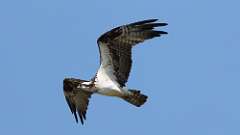 9: Osprey 0C3_2305