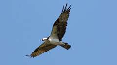 10: Osprey 0C3_2307