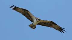 11: Osprey 0C3_2428