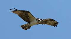12: Osprey 0C3_2441