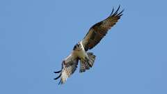 14: Osprey 0C3_2467