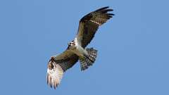 15: Osprey 0C3_2472