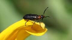 2: Blister beetle 5M2_0146