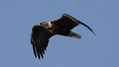 6: Bald eagle 0C3_2151
