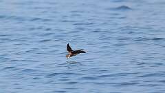 4: bank swallow