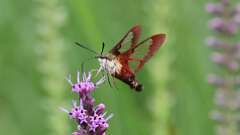 2: Hummingbird Clearwing Moth 0C1_1254