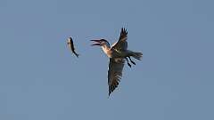1: tern 0C1_4382
