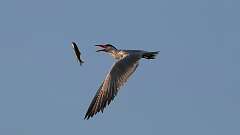 2: tern 0C1_4383