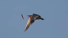 3: tern 0C1_4384