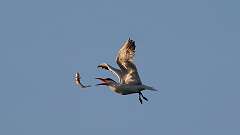 4: tern 0C1_4385