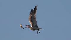 5: tern 0C1_4386