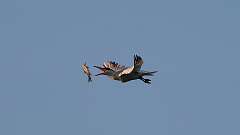 6: tern 0C1_4387