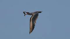 7: tern 0C1_4388