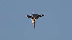 8: tern 0C1_4389