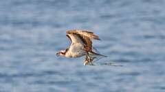 2: osprey 0C1_2341