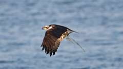 3: osprey 0C1_2348