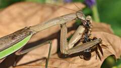 7: mantis big bug 5M2_2829