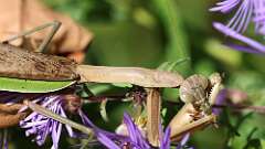 10: mantis bug 5M2_1689