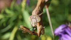 15: mantis bug 5M2_3181