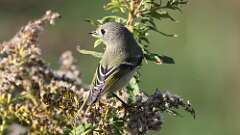 8: Ruby-crowned Kinglet 5M2_0683