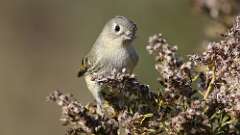 9: Ruby-crowned Kinglet 5M2_0705