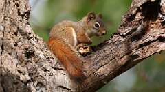 5: red squirrel 5M2_0239