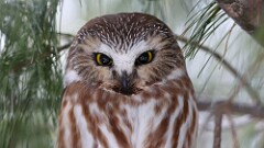 3: 2025-01-25-Northern Saw-whet Owl 0C3_0223