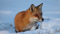 7: 2025-01-26-Red fox 0C3_0841