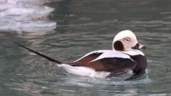 14: 2025-03-01-Long-tailed Duck 0C3_0378