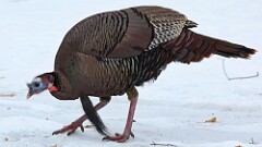 16: 2025-03-02-Wild Turkey 0C3_0433