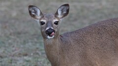 17: 2025-03-07-deer 0C3_0565