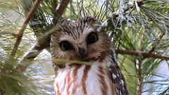 22: 2025-03-08-owl 0C3_0057