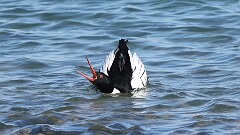 26: 2025-03-09-Red-breasted Merganser 0C3_0916